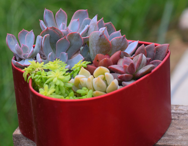 多肉植物铁盒.jpg