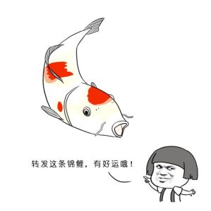 转发锦鲤
