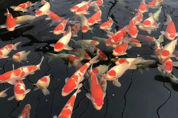 锦鲤
