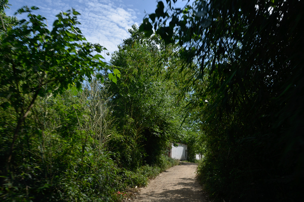 紫园村